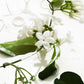 Vanilla Jasmine Fragrance Mist
